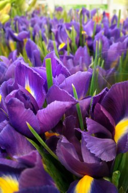 Güzel çiçekler arka plan olarak irises. Selectiv odak ile. 