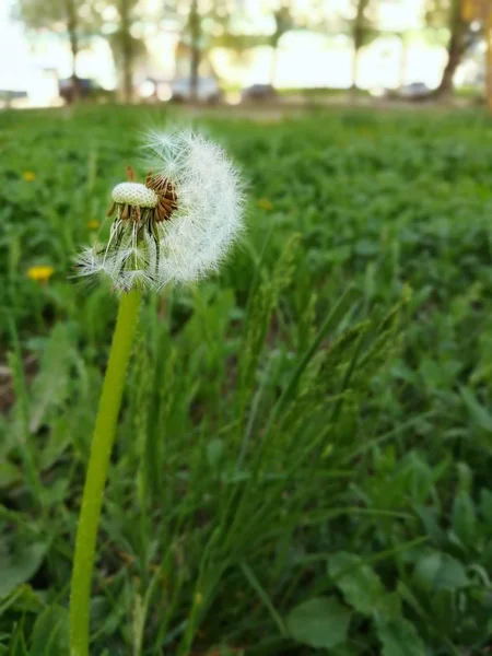 Paardebloem met vliegende zaden in weelderig groen gras. Lente allergie seizoen. Ruimte kopiëren voor tekst. — Stockfoto