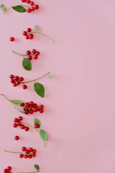 Pequenas bagas vermelhas suculentas em uma linha verticalmente em um fundo rosa pastel com espaço de cópia de texto. Vista superior, flat lay . — Fotografia de Stock