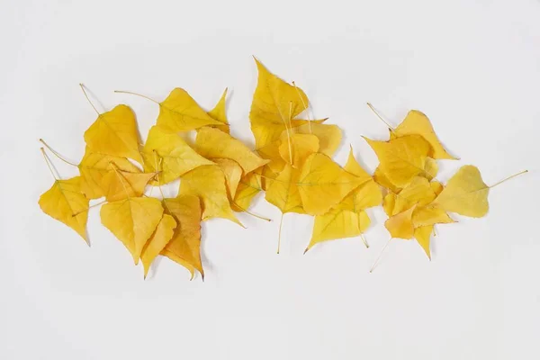 Jesień Płaska Leżała Kompozycja Żółtych Liści Upadłe Liście Jasna Jesień — Zdjęcie stockowe
