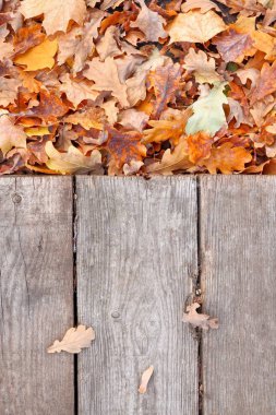 Ahşap bir arka planda düşmüş, sararmış sonbahar yaprakları, masa. Düşen yapraklar doğal arkaplan. Seçici odak ile, metin için boşluk.