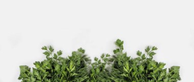 Büyük bir demet taze organik yeşil maydanoz, beyaz arka planda dereotu. Bahçe yeşillikleri, baharatlı otlar, yemek malzemeleri. Pankart. Yakın çekim, üst görünüm, boşluğu kopyala.