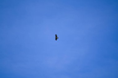 Majestic Şahin avını gökyüzünden arıyor.