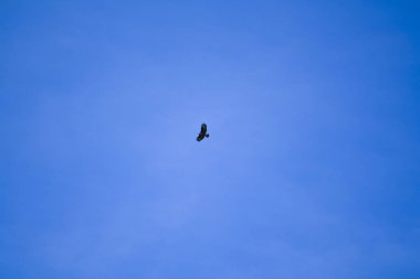 Majestic Şahin avını gökyüzünden arıyor.