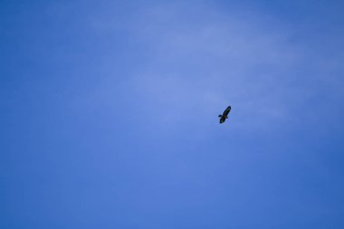 Majestic Şahin avını gökyüzünden arıyor.