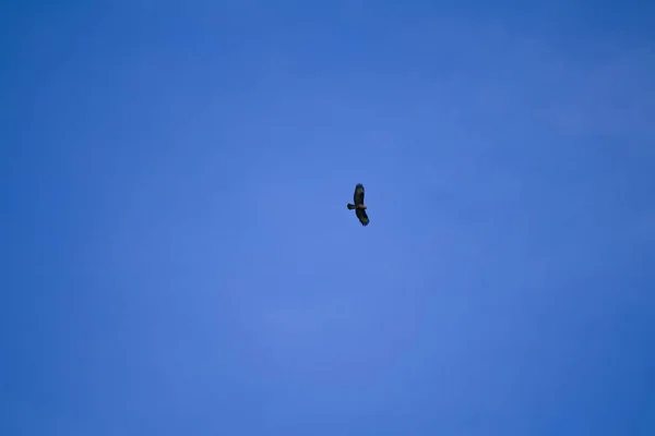 Majestic Buzzard procura a sua presa do céu — Fotografia de Stock