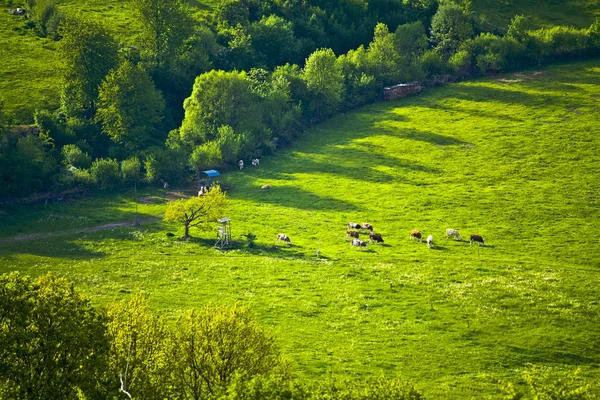 Kor på en idyllisk fäbodvall i Bayern — Stockfoto