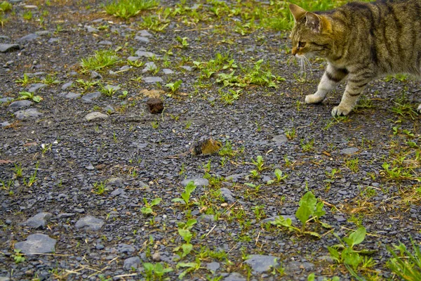 Gato e rato estão a observar-se. . — Fotografia de Stock