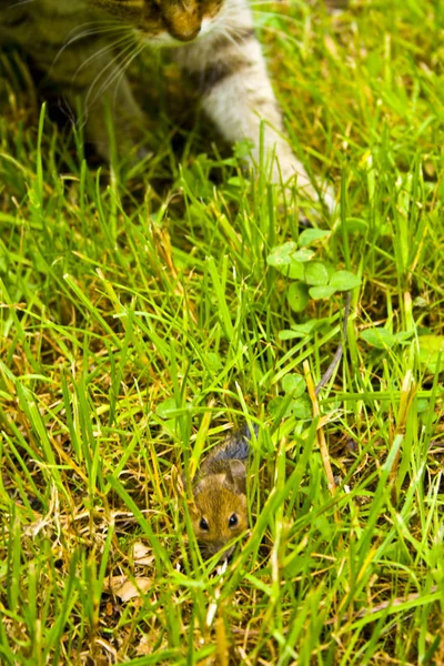En katt på jakt i gresset. En katt like før angrepet. – stockfoto