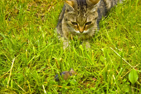 En katt på jakt i gresset. En katt like før angrepet. – stockfoto
