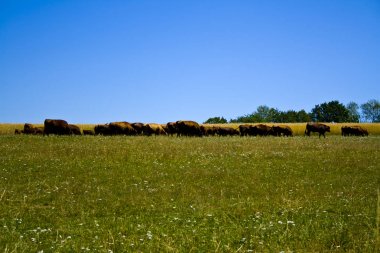 Tarım Ranch Angus ve Hereford Sığır Bavyera, Almanya
