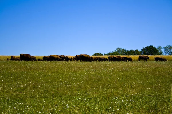 Farming Ranch Angus en Hereford vee in Beieren, Duitsland — Stockfoto