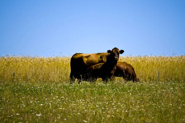 Moeder koe met haar jonge kalf op een weide in Beieren, Duitsland — Stockfoto