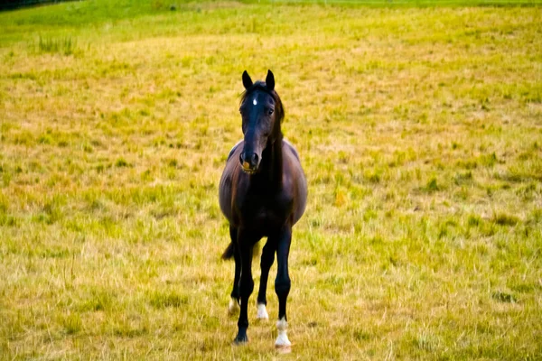 Walisisches Pony läuft und steht im hohen Gras, lange Mähne, braunes Pferd galoppiert, braunes Pferd steht im hohen Gras im Sonnenuntergangslicht, gelber und grüner Hintergrund — Stockfoto