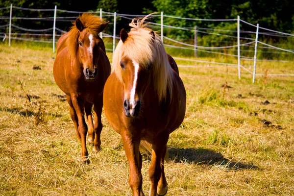 Chevaux islandais dans un galop de prairie vers le cameraman . — Photo