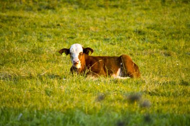 Hesse, Almanya'da bir tarlada yatan bir Hereford yavrusu