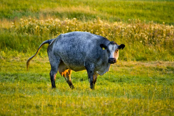 Een Tirloer Gauvieh op een weide in Hessen, Duitsland — Stockfoto