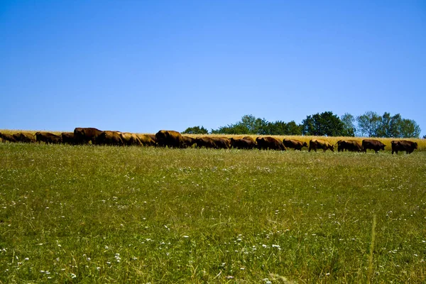 Farmářské ranč Angus a Hereford skot v Bavorsku, Německo — Stock fotografie