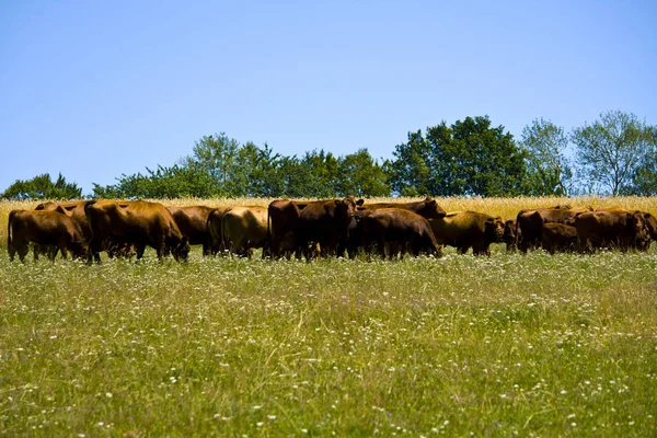 Een grote koeien kudde op een weide in Beieren, Duitsland — Stockfoto