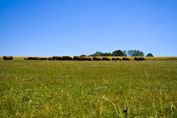 Farmářské ranč Angus a Hereford skot v Bavorsku, Německo — Stock fotografie