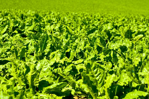 Jeunes feuilles vertes sur le dessus des betteraves en été. Plan rapproché d'un champ agricole en Bavière, Allemagne — Photo