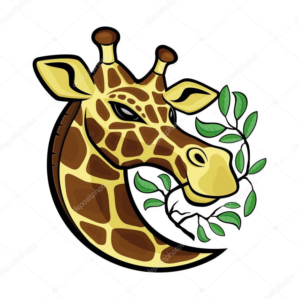 Giraffe with tree branches on a white background.