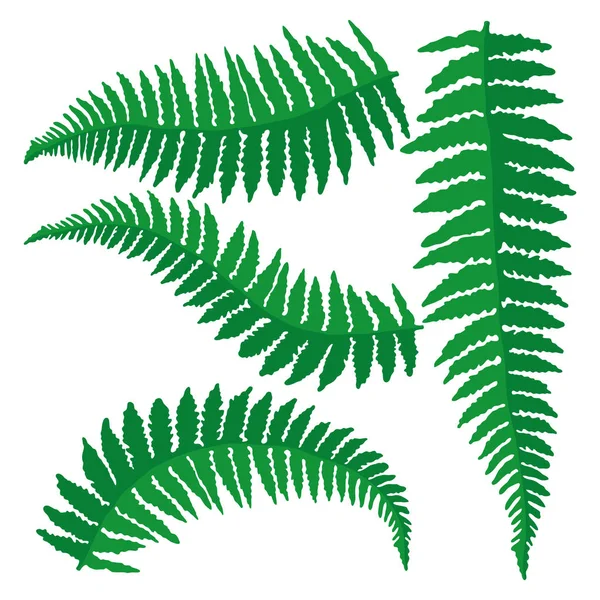 Set Green Ferns White Background — Stock Vector