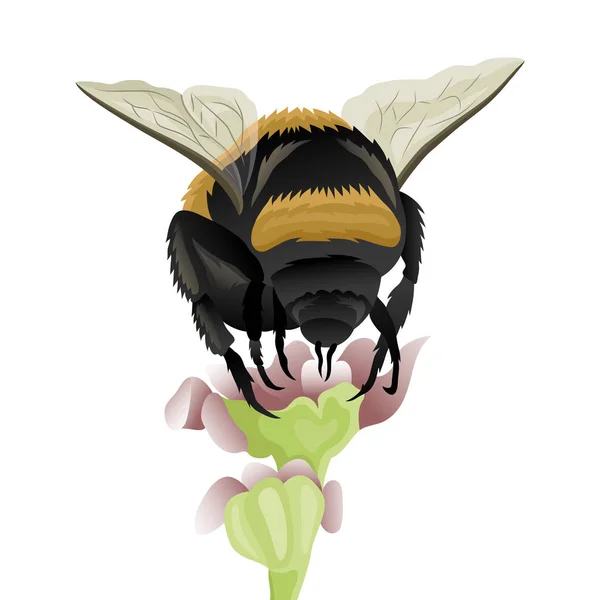 Bumblebee Uma Flor Fundo Branco — Vetor de Stock