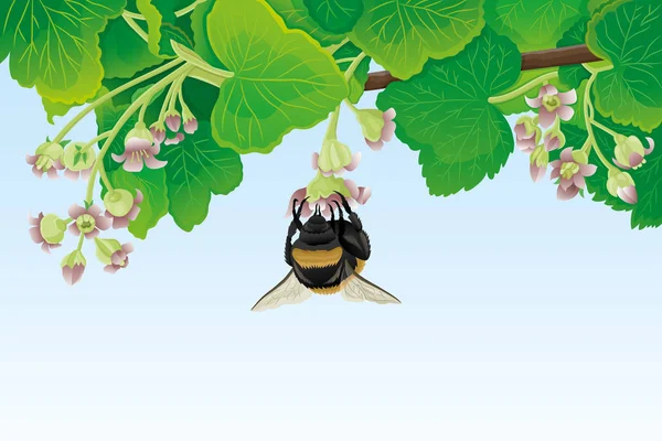 大黄蜂在花和醋栗叶的蓝色背景 — 图库矢量图片