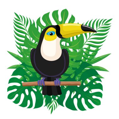 Tropik yaprakların arka planında bir dal üzerinde oturan Toucan kuşu.