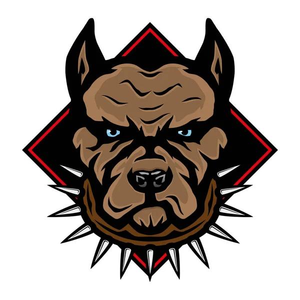 Beyaz bir arka plan üzerinde Kızgın köpek ırkı pitbull terrier.