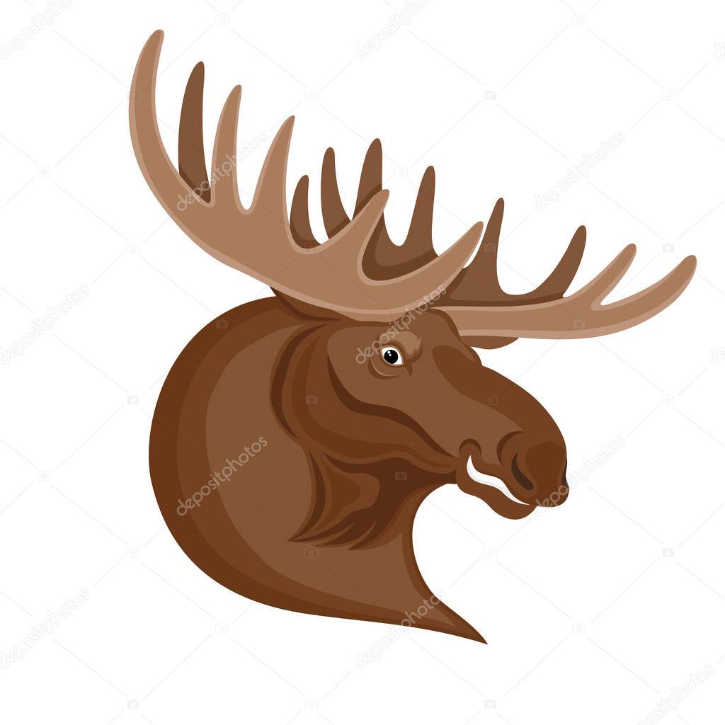 Moose with beautiful horns on a white background.