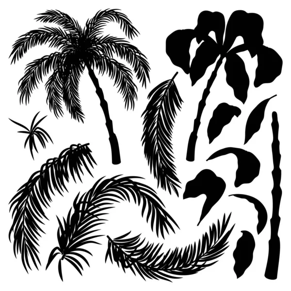 Set Mit Palmblättern Und Palmen Auf Weißem Hintergrund — Stockvektor