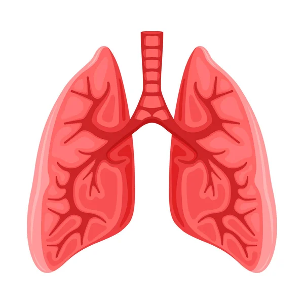 Icono Pulmones Sanos Humanos Sobre Fondo Blanco — Archivo Imágenes Vectoriales