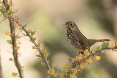 Swainsons ardıç kuşu (Catharus ustulatus) toprak kurma ve tüm diğerleri için bilinen yapma.
