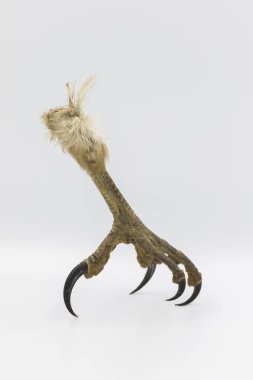 Beyaz arka plan üzerinde Raptor talon.