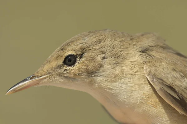 Incroyable Fermé Une Paruline Savis Dans Lumière Matin Avec Fond — Photo