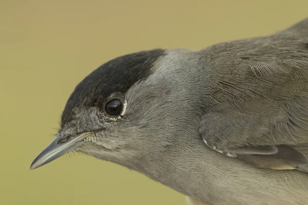 Gyönyörű Eurázsiai Blackcap Fókuszban Háttér — Stock Fotó