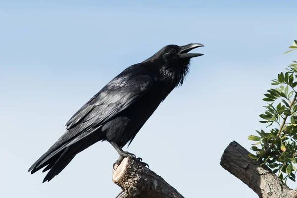 Raven Empoleirado Alto Uma Árvore Pedindo Estabelecimento Território — Fotografia de Stock