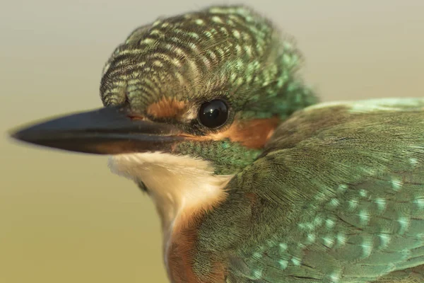 Güzel Ortak Kingfisher Alcedo Atthis Sabah Işığında Odak Arka Plan — Stok fotoğraf