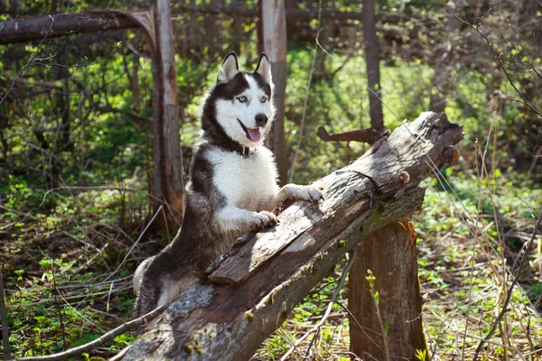 Hund Auf Einem Umgestürzten Baum Einem Frühlingswald Siberian Husky Schwarz — Stockfoto