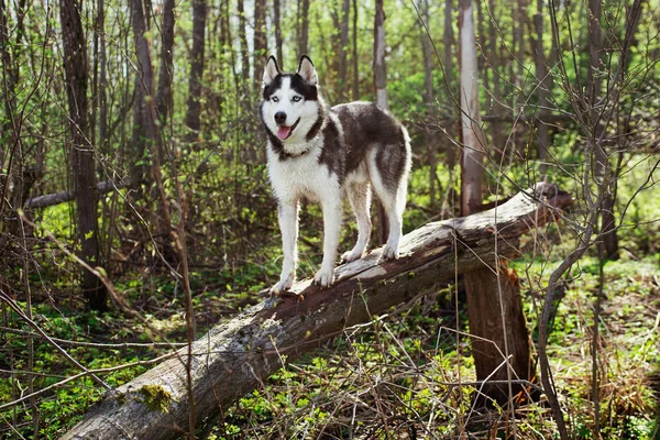 Perro Árbol Caído Bosque Primavera Husky Siberiano Blanco Negro Aire —  Fotos de Stock