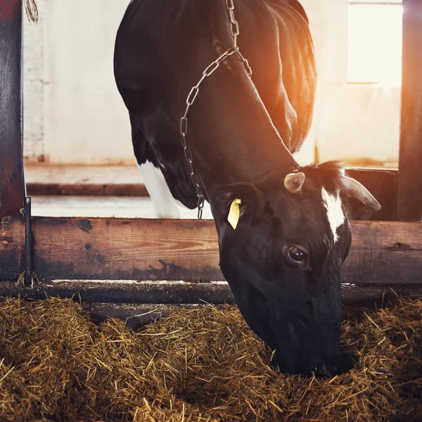 Zwart Wit Koeien Eten Hooi Stal Melkveebedrijf Landbouwindustrie Landbouw Veeteelt — Stockfoto