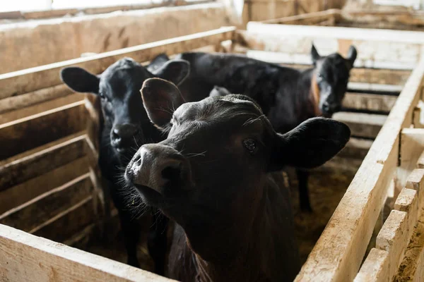 Sevimli Genç Siyah Buzağılar Süt Çiftlikte Cowshed Içinde Tarım Sanayi — Stok fotoğraf