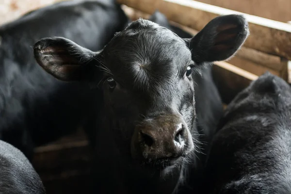 Aranyos Fiatal Fekete Borjakat Tehénistálló Tejüzem Mezőgazdaság Ipar Mezőgazdaság Állattenyésztés — Stock Fotó
