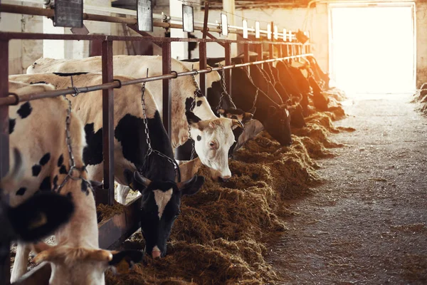 Siyah Beyaz Yemek Saman Cowshed Süt Çiftlikte Inekler Tarım Sanayi — Stok fotoğraf