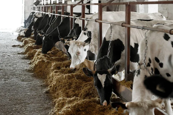 Vacas Blancas Negras Comiendo Heno Establo Granja Lechera Industria Agraria — Foto de Stock