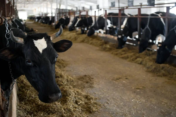 Black White Cows Eating Hay Cowshed Dairy Farm Agriculture Industry — Stock Photo, Image