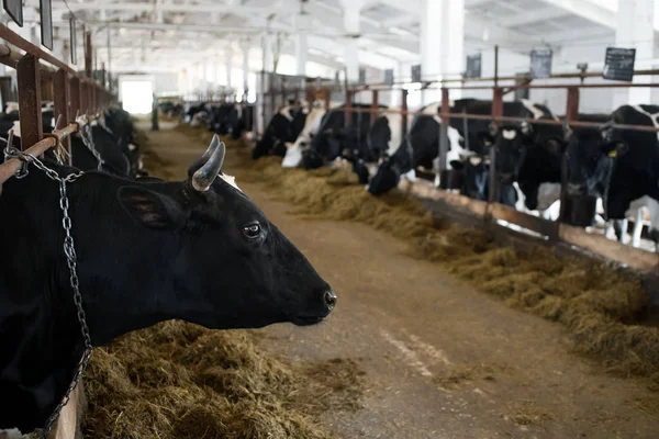 Vacas Pretas Brancas Comendo Feno Galpão Fazenda Leiteira Indústria Agrícola — Fotografia de Stock