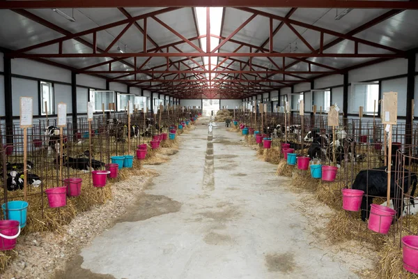 Veaux dans une ferme — Photo